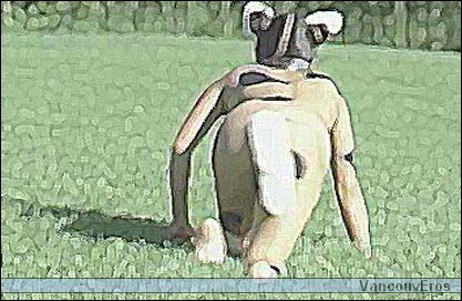 rabbit.jpg